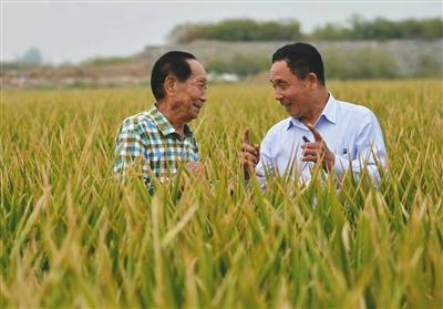 2016年9月，袁隆平(左)和河北硅谷农科院超级杂交水稻百亩示范田负责人宋福如在示范田内。河北硅谷农科院供图