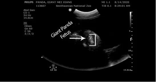 美国国家动物园公布了美香的超声检查图像，疑似发现胎儿。(图片来源：美国国家动物园官网)