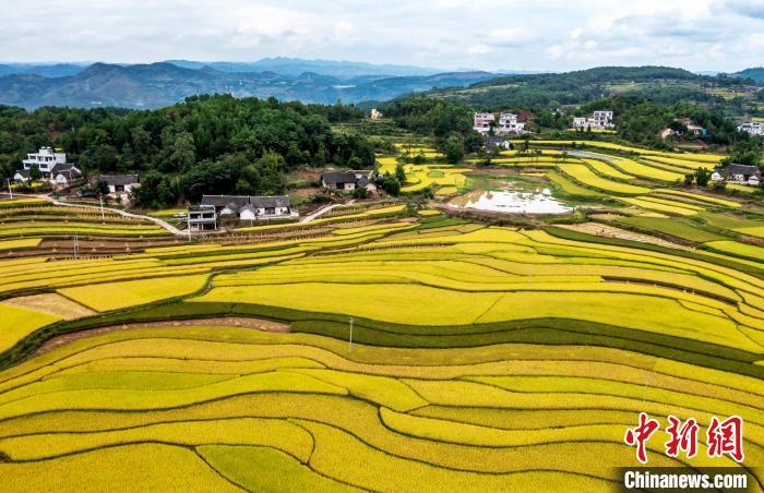 资料图：9月16日，航拍贵州省黔西市锦星镇洪湖村稻田。范晖 摄